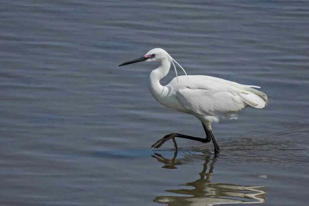 Little Egret